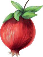 Aquarell reif Granatapfel Hälfte geschnitten, Granatapfel Samen. Hand gezeichnet realistisch lecker Granat rot Obst isoliert auf Weiß Hintergrund. zum Designer vektor