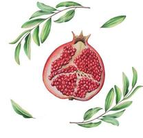 Aquarell reif Granatapfel Hälfte geschnitten mit ein Ast. Hand gezeichnet realistisch lecker Granat rot Obst isoliert auf Weiß Hintergrund vektor