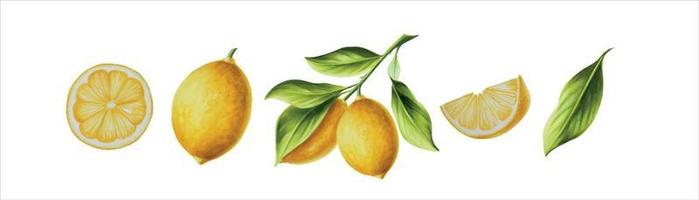 Aquarell Banner mit frisch reif Zitrone mit hell Grün Blätter und Blumen. Hand gezeichnet Schnitt Zitrusfrüchte Scheiben Gemälde auf Weiß Hintergrund vektor