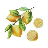 vattenfärg gren av färsk mogen citron- med ljus grön löv och blommor. hand dragen citrus- målning på vit bakgrund vektor