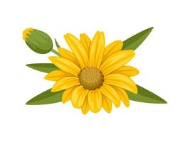 arnica blomma vektor illustration, isolerat på vit bakgrund.