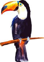 Tucano tropisch Vogel Aquarell Clip Art Illustration vektor