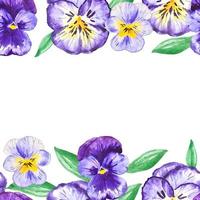 Stiefmütterchen Blumen nahtlos Rahmen zum Dekor, Einladungen Blumen- Natur Illustration vektor