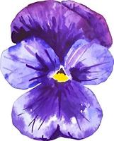 violett fikus blomma blomma vår natur vattenfärg ClipArt isolerat vektor