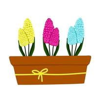 Satz von gelben, blauen und lila-rosa Hyazinthen in einem Topf, schöne Frühlingsblumen in einem braunen Topf, ein Geschenk für Frauentag, Vektorillustration im Karikaturstil, flach, Handzeichnung. vektor