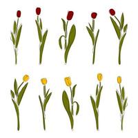 einstellen von Hand gezeichnet Tulpen mit Linie und farbig Flecken auf ein isoliert Hintergrund. Schnitt aus Elemente von Frühling Blumen zum das Design. einstellen von Blume Skizzen im eps Format. einstellen Blumen. vektor