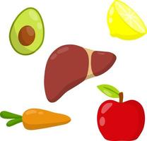 friska lever. mänsklig organ. avokado, morot. Bra näring och diet. tecknad serie platt illustration. vektor