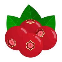 Cranberry ist ein Obst Das hat ein frisch Süss und sauer schmecken. diese Obst wächst im Norden Amerika und Europa vektor