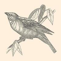 tanager fågel på de gren svartvit kort illustration. årgång fauna konst. hand dragen illustration konverterad till vektor. skiss för dekoration, skriva ut, interiör design. vektor