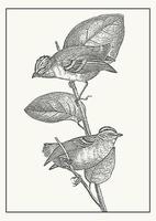 guldkrönt kinglet fåglar på de gren skiss illustration. årgång fauna konst. hand dragen calyptura skiss för grafik eller textil- vektor
