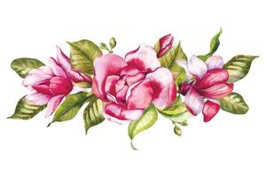 Rosa Magnolie Blume Strauß Aquarell Illustration, Magnolie Anordnung auf Weiß Hintergrund, Frühling Blumen- Illustration vektor