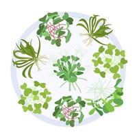 färgad microgreen blandad frön ärtor lök rädisa beta och andra. vektor illustration. samling av ätlig växter för friska näring.