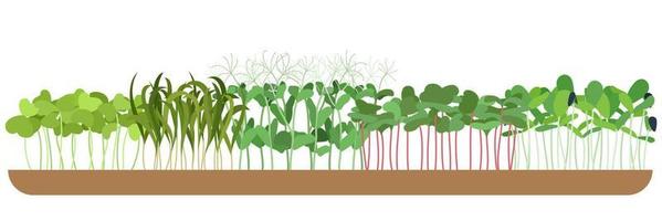 farbig mikrogrün sortiert Saat Erbsen Zwiebel Rettich Zuckerrüben und Andere auf Weiß Hintergrund Vektor Illustration. Sammlung von essbar Pflanzen zum gesund Ernährung isoliert auf Weiß.