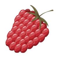 reif rot Himbeeren auf ein Weiß Hintergrund. gesund Nachspeisen und Essen vektor