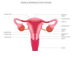 weiblich reproduktiv System mit Main Teile vektor