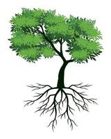 frisch Grün Baum mit Blätter und Wurzeln. Vektor Gliederung Illustration. Pflanze im Garten.