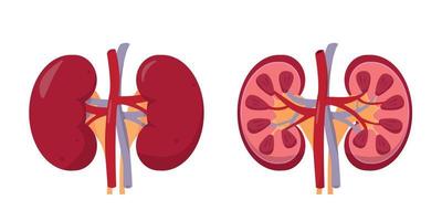 Mensch Nieren Anatomie Innerhalb und außen. Mensch intern Organ Symbol auf Weiß Hintergrund. Konzept von Urin- System. Vektor Illustration.