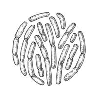 handritade probiotiska bulgaricus-bakterier. bra mikroorganism för människors hälsa och matsmältningsreglering. vektor illustration i skiss stil