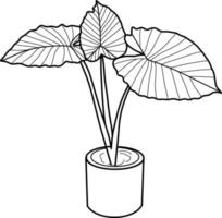 Caladium Pflanze lineart vektor