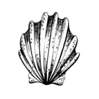 Muschel im das bilden von ein Fan. isoliert Objekt gezeichnet durch Hand im Grafik Technik. Vektor Illustration zum Strand, Sommer, nautisch Dekoration und Design.
