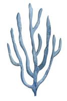 vattenfärg undervattenskablar korall i blå färger. hand dragen illustration av hav under vattnet Färg rev på isolerat bakgrund. illustration av marin flora för ikon eller logotyp. färgrik skiss av hav liv vektor