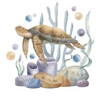 Aquarell Illustration von Meer Schildkröte, Korallen und Algen. unter Wasser Leben. bunt Hand gezeichnet Zeichnung auf isoliert Hintergrund von wild unterseeisch Tier. skizzieren von Schwimmen Marine Schildkröte zum Poster vektor