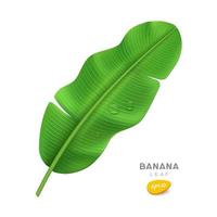 Banane Blatt und Wasser tropfen, realistisch Design auf Weiß Hintergrund, eps 10 Vektor Illustration