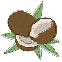 Kokosnuss. Farbe Illustration von exotisch ganz, Hälfte, Schnitt Scheibe Kokosnuss Früchte und Blätter vektor