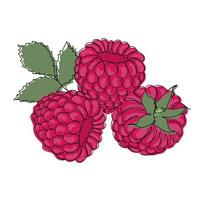 Himbeeren. Farbe Illustration von reif Himbeeren vektor