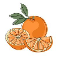 utsökt orange frukt. Färg illustration av en mogen orange hela och halv vektor