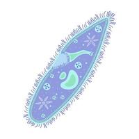 infusoria isolerat på vit. vektor illustration paramecium. infographics ciliophora.