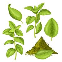 oregano grön mat uppsättning tecknad serie vektor illustration