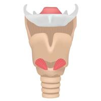 Larynx von Anatomie. vektor