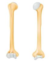 de humerus ben. vektor