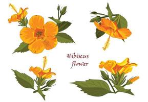 uppsättning av gul hibiskus blommor i realistisk ritad för hand stil isolerat på vit bakgrund vektor