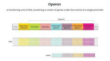 Operon Genom Wissenschaft lehrreich Vektor Illustration