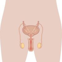 manlig reproduktionssystem organ organ anatomi diagram diagram vektor