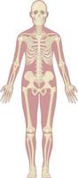 mänskligt skelett system kropp ben anatomi diagram diagram vektor