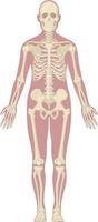 menschliches Skelettsystem Körperknochen Anatomie Diagramm Diagramm Vektor