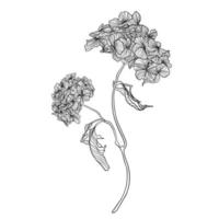 blomma hortensia. vektor illustration. färg. svart rader. trädgårdsmästare, trädgårdsarbete baner