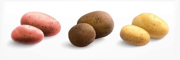 realistisk potatis typer uppsättning vektor