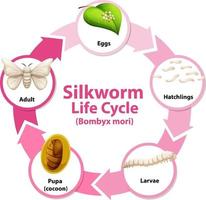 diagram som visar livscykeln för silkesmask vektor