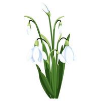 skön vektor snödroppar. först vår blommor. ClipArt. delikat snödroppe blommor för din design