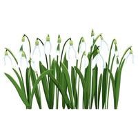 skön vektor snödroppar. först vår blommor. ClipArt. delikat snödroppe blommor för din design