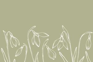 Frühling Schneeglöckchen Hintergrund. Hand gezeichnet horizontal botanisch Rand Design mit freihändig Gliederung Zeichnung von Schneeglöckchen Knospen und Blumen mit Blätter auf Grün Hintergrund. vektor