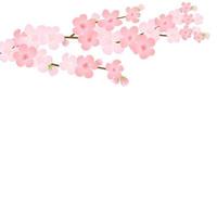 vektor illustration av blomma gren med rosa blommor, knoppar, kronblad flygande. realistisk design isolerat transparent bakgrund. blomning träd kvistar uppsättning, blomma samling.