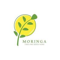 Grün natürlich Moringa Blatt Logo Vorlage isoliert auf Weiß Hintergrund. vektor