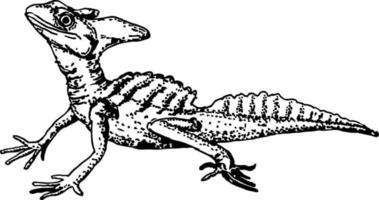 männlich gefiedert Basilisk Basiliskus Plumifrons skizzieren Illustration von mit Haube Basilisk oder Grün Basilisk oder Jesus Christus Eidechse Reptil. vektor