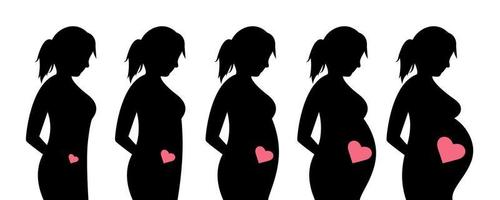 fötal Wachstum durch Monate. Main Stufen von Schwangerschaft. Schwangerschaft Kalender. warten Verfahren. Schwangerschaft und Mutterschaft. Vektor Illustration im ein eben Stil. Gesundheit Pflege von schwanger Frauen.