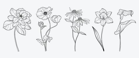 einstellen von Hand gezeichnet botanisch Blumen Linie Kunst Vektor. Sammlung von schwarz Weiß Kontur Zeichnung von Mohn, Wildblumen, Blatt. Design Illustration zum drucken, Logo, Kosmetik, Poster, Karte, Branding. vektor